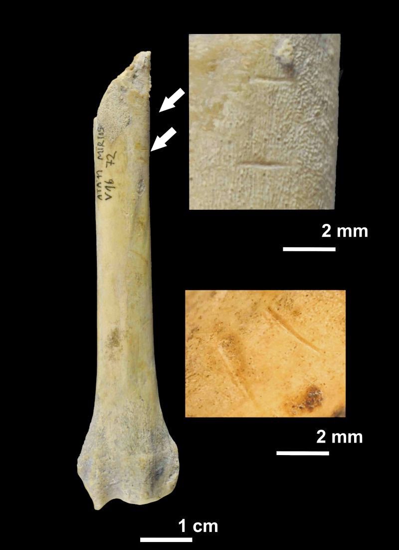 Fragment de radi de gos amb marques de tall realitzades pels homínids a la Cueva El Mirador, a Atapuerca - IPHES