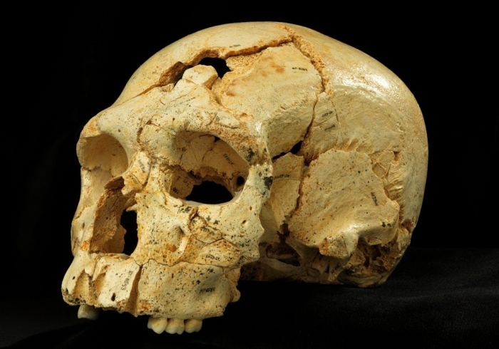 Crani 17 descobert a la Sima de los Huesos, a Atapuerca. / Javier Trueba