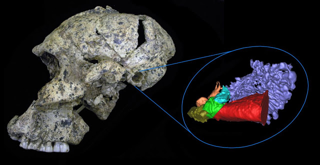 Crani de Paranthropus robustus SK46, trobat al jaciment de Swartkrans (Sudàfrica), amb la reconstrucció virtual de les cavitats de la seva oïda - Science Advances