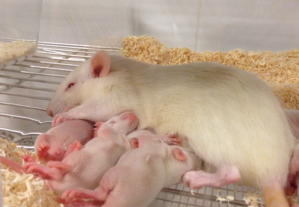 La recerca, que han dut a terme investigadors del Grup de Recerca en Nutrició i Salut del CTNS i del Grup de Recerca en Nutrigenòmica de la URV, s’ha fet en rates gestants sanes i en els seus fills adults.