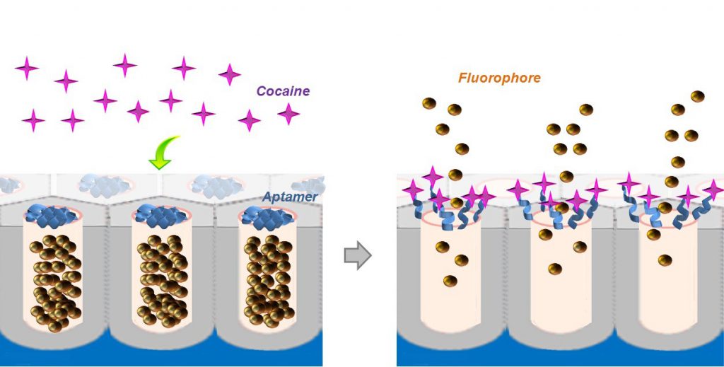 Esquema de la puerta molecular: los poros de la alúmina porosa tapados con el aptámero (izquierda) se abren en presencia de la cocaína y liberan el fluorocromo (derecha).