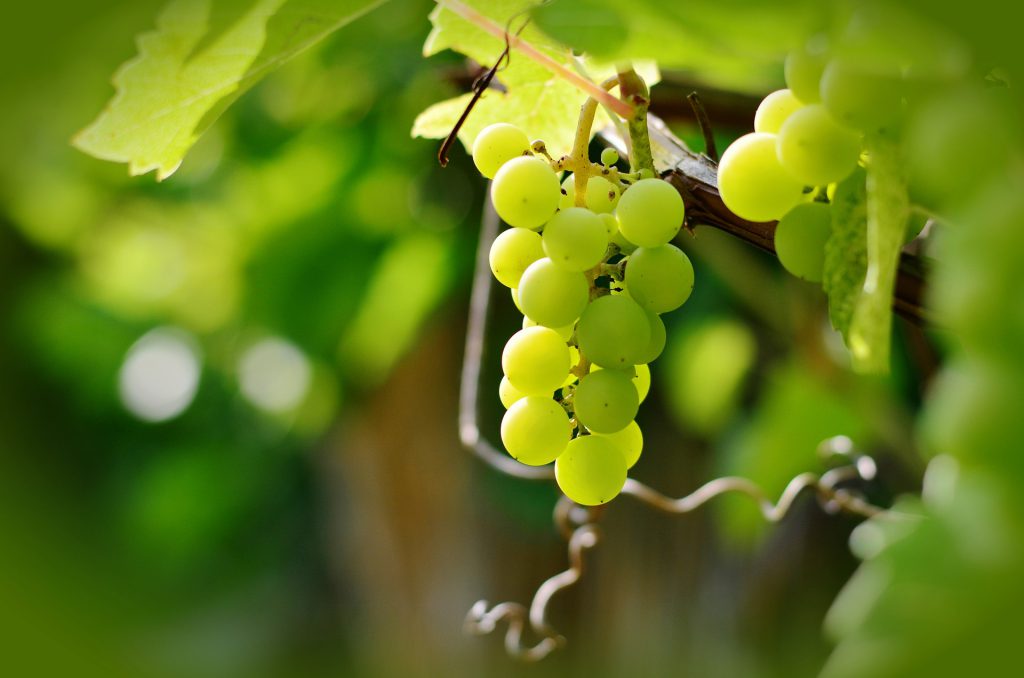 Los componentes de extracto de hueso de uva pueden hacer disminuir la secreción de una hormona que transmite al cerebro la sensación de hambre.