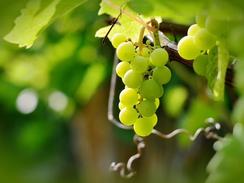 Los componentes de extracto de hueso de uva pueden hacer disminuir la secreción de una hormona que transmite al cerebro la sensación de hambre.