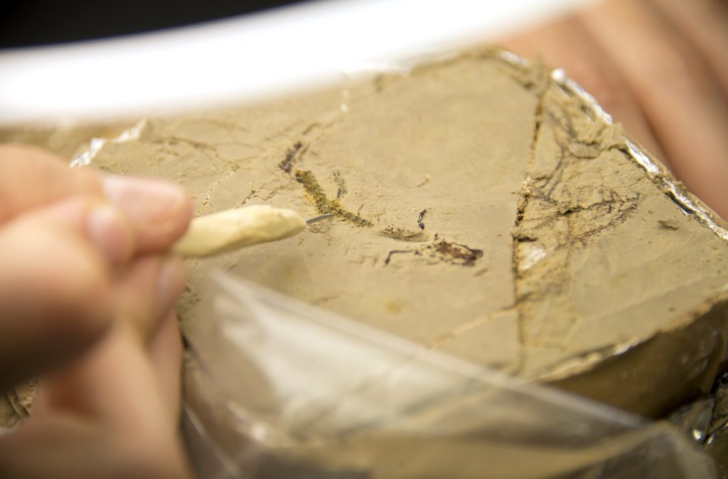 En el laboratori de conservació i restauració es preparen totes les restes per tal de ser estudiades. En Aquest cas, es tracta d’un esquelet complet de tritó. Foto: Gerard Campeny / IPHES-CERCA.