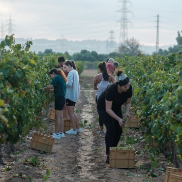 Celler de Mas dels Frares