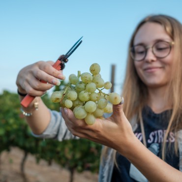 Verema a Mas dels Frares