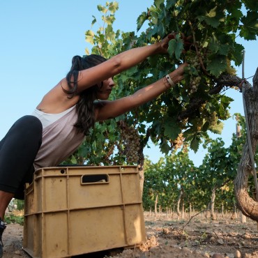 Verema a Mas dels Frares