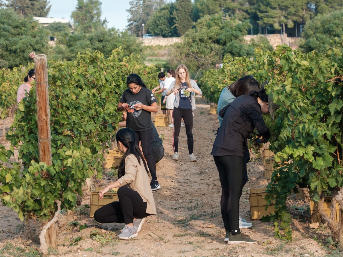 erasmus mundus wine tourism