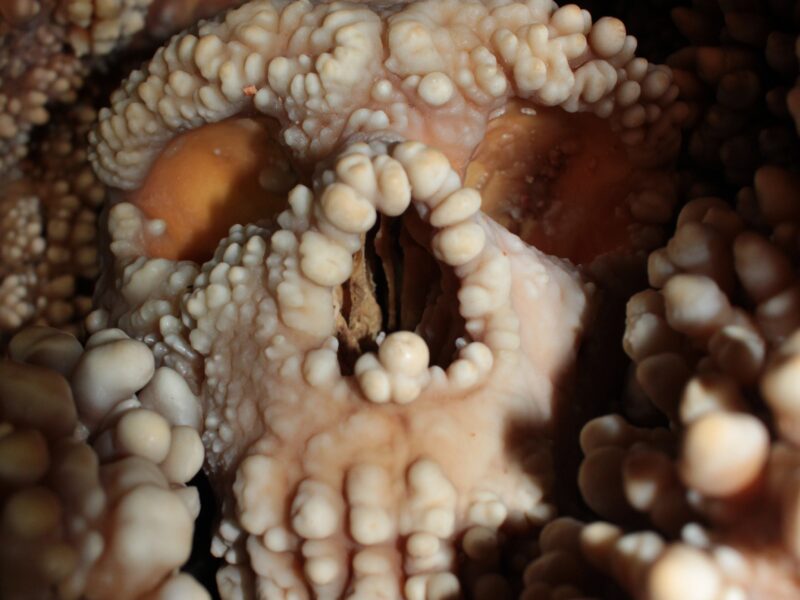 Vista lateral de la cavitat nasal del crani d'Altamura. Foto: PNAS / Constantino Buzi / IPHES-CERCA