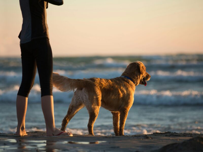 Foto: Trinity kubassek (Pixabay).