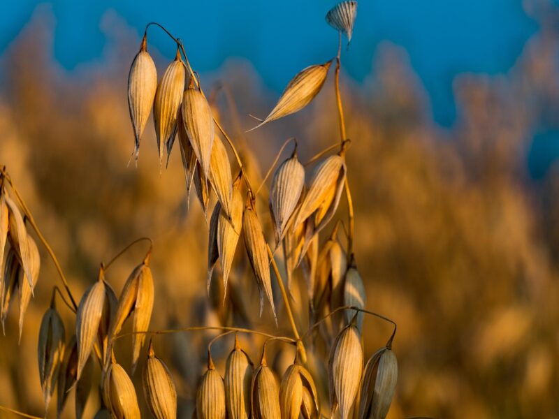 Foto: Krystianwin (Pixabay).