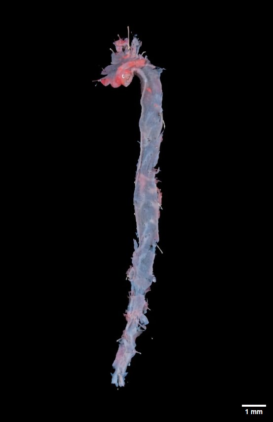 Imatge guanyadora de la categoria #Micro.