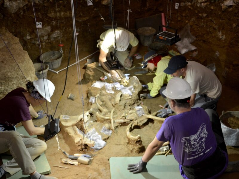 Trabajos de excavación arqueológica de los restos de rinoceronte de la especie Stephanorhinus hemitoechus recuperados en el yacimiento de la Cova de les Teixoneres.
