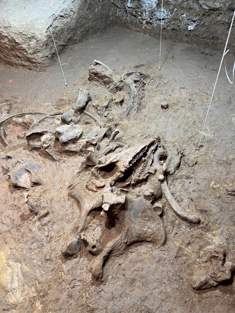 Vista general de la superfície d’excavació amb les restes de dos exemplars de Stephanorhinus hemitoechus localitzades al jaciment de la Cova de les Teixoneres. 