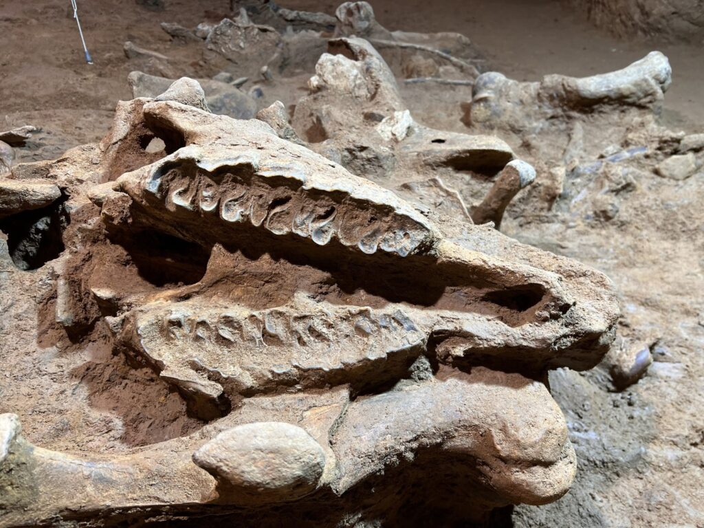 tall de la mandíbula d’un exemplar de Stephanorhinus hemitoechus recuperada al jaciment de la Cova de les Teixoneres. 