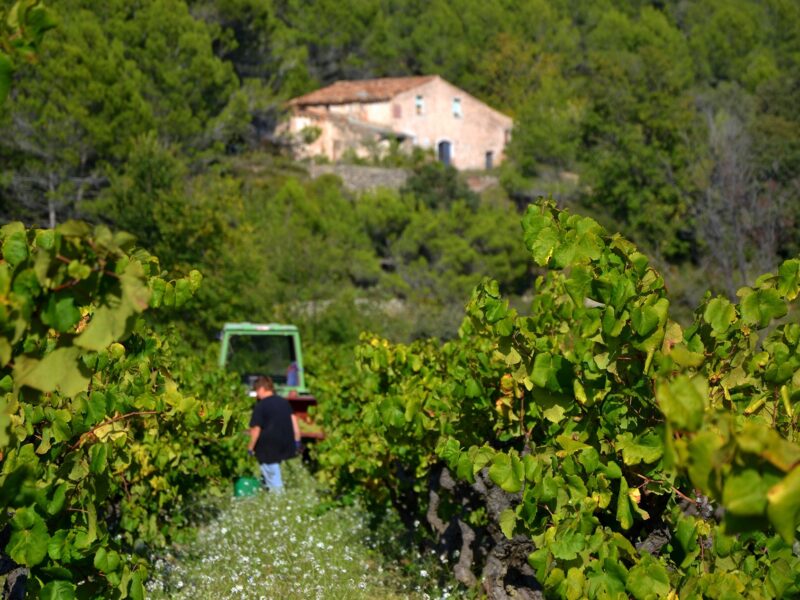 Verema al Penedès. FOTO: Àngela Llop, Wikimedia Commons.